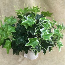 ИСКУССТВЕННЫЙ ПУЧЕК ПЛЮЩА "HEDERA"