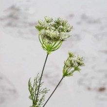 ИСКУССТВЕННАЯ ВЕТКА УКРОПА БЕЛАЯ