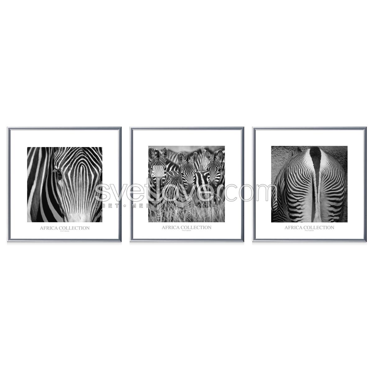 КАРТИНА "ZEBRA TWO" 950*950